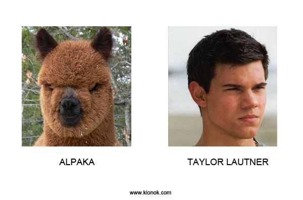 Alpaka - Taylor Lautner
 
Alpaka - Taylor Lautner