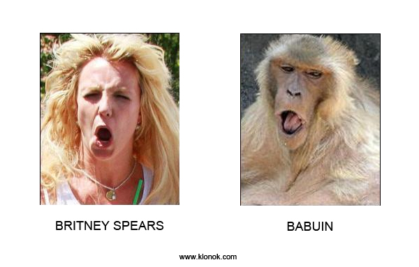 Britney Spears - Babuin
 
Britney Spears - Babuin