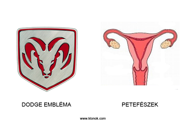 Dodge-Petefészek
 
Dodge-Petefészek