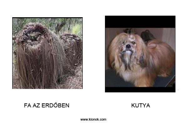 Fa - Kutya
 
Fa az erd?ben - Kutya