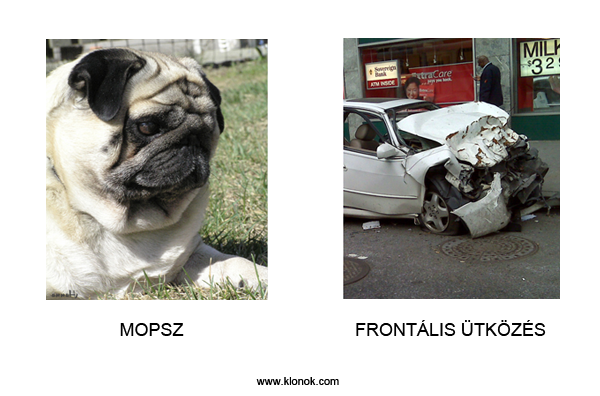 Mopsz - Frontális ütközés
 
Mopsz - Frontális ütközés