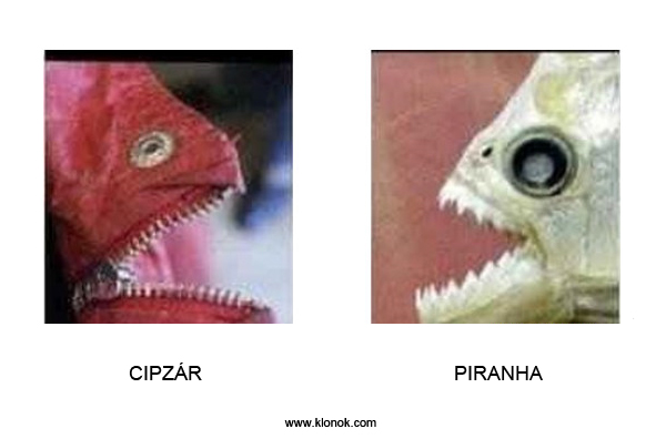 Cipzár-Piranha
 
Cipzár - Piranha