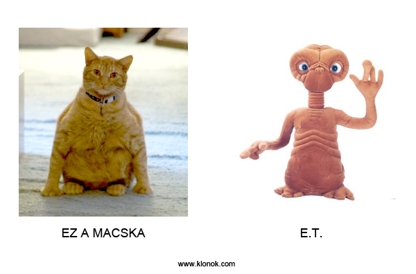 Macska-E.T.
 
Macska - E.T.