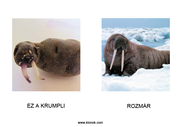 Krumpli - Rozmár
 
Krumpli - Rozmár