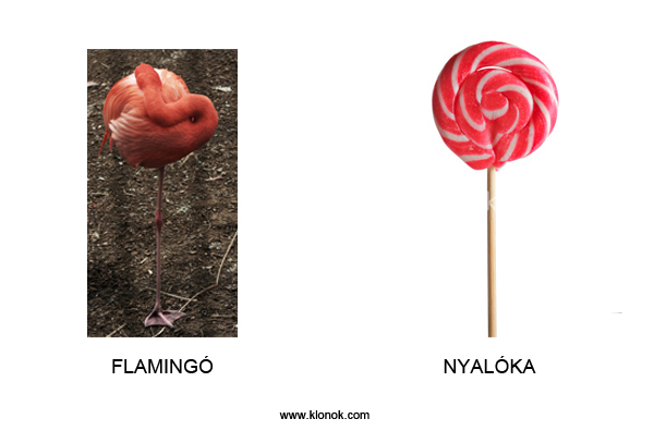 Flamingó - Nyalóka
 
