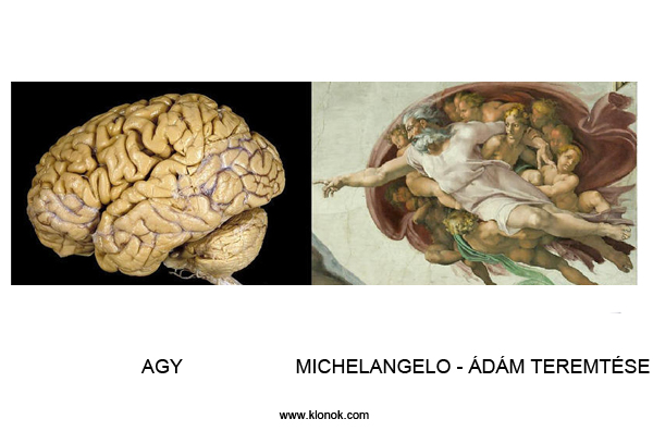 Agy - Ádám teremtése
 
