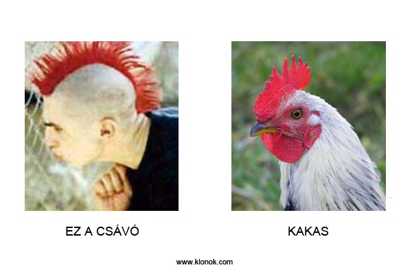 Kakas
 
