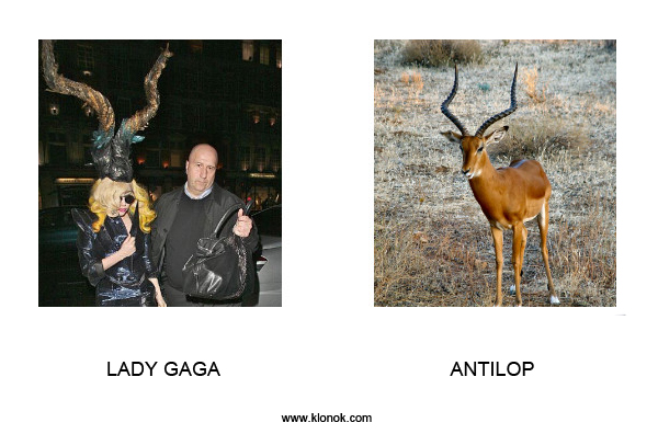 Lady Gaga - Antilop
 
