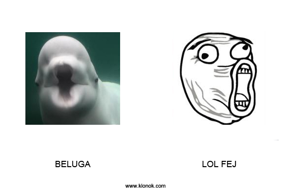 Beluga - LOL fej
 
