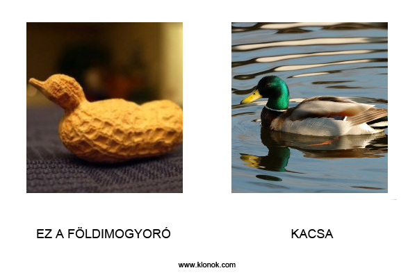 Földimogyoró - Kacsa
 
