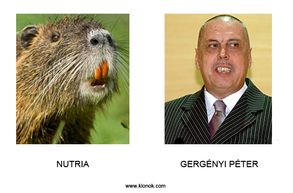 Nutria - Gergényi
 
