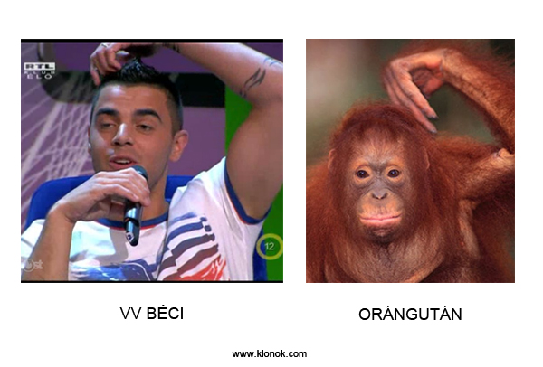 VV Béci - Orángután
 
