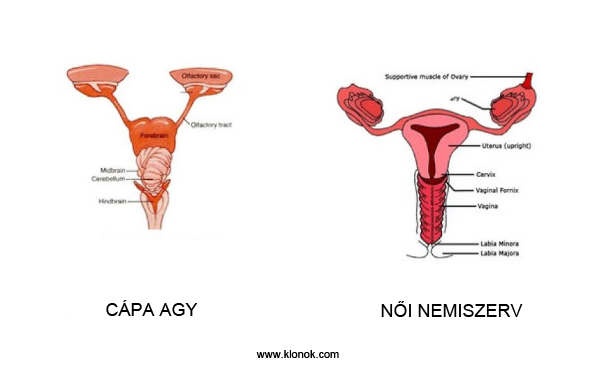 Cápa agy - N?i nemiszerv
 
