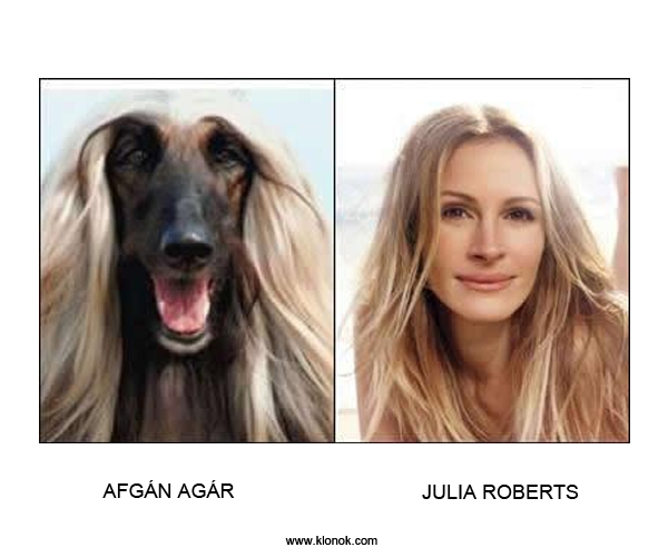 Afgán Agár - Julia Roberts
 
