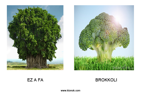 Ez a fa - Brokkoli
 
