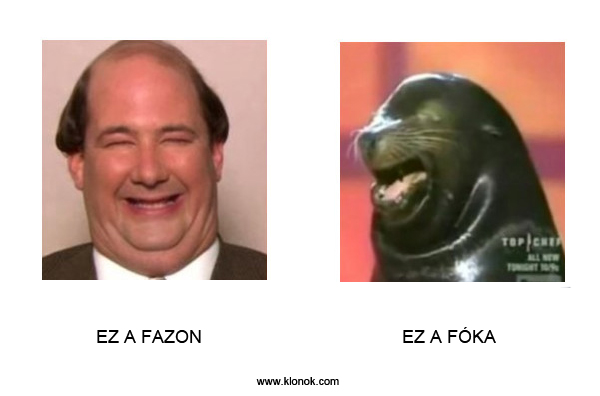 Fazon - Fóka
 
