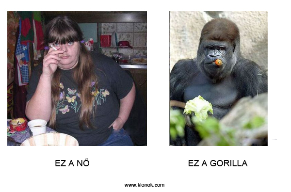 N? - Gorilla
 
