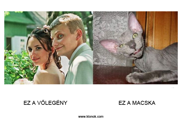V?legény - Macska
 
